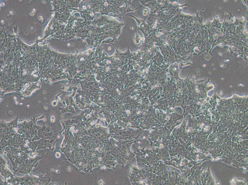 IM95m Cell Complete Medium-searchlist-1