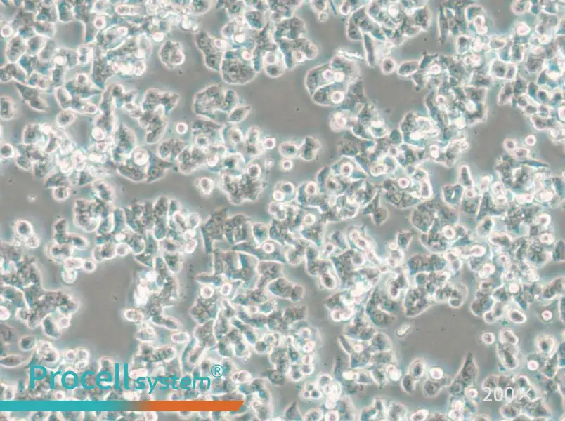 SW48 (L15) Cell Complete Medium - 5