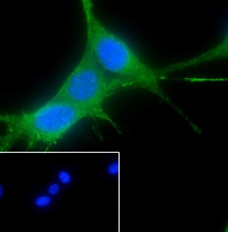 Recombinant Pan-Actin Monoclonal Antibody - small - 8