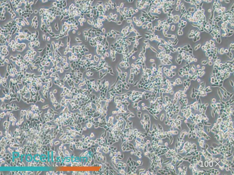 LLC [LL/2; LLC1] Cell Complete Medium - 1