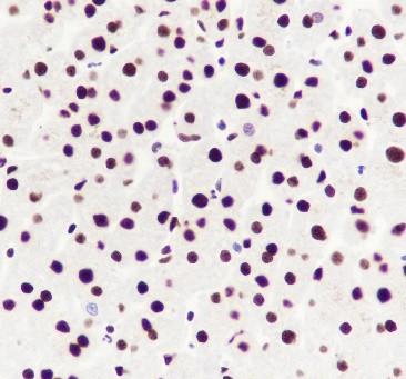 Recombinant ILF3 Monoclonal Antibody - 3