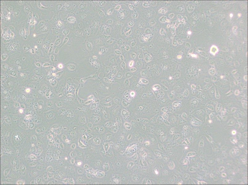 MARC-145 [Marc145] Cell Complete Medium-searchlist-1