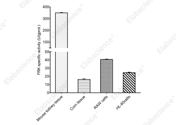 Fructokinase (FRK) Activity Colorimetric Assay Kit - 1