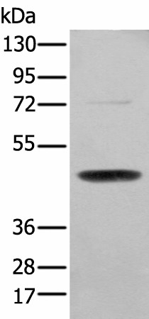 Western blot analysis of NIH/3T3 cell  using SERPINH1 Polyclonal Antibody at dilution of 1:200