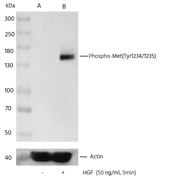 Recombinant Phospho-Met (Tyr1234, 1235) Monoclonal Antibody - small - 2