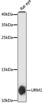 Western blot analysis of extracts of Rat eye using URM1 Polyclonal Antibody at dilution of 1:3000.