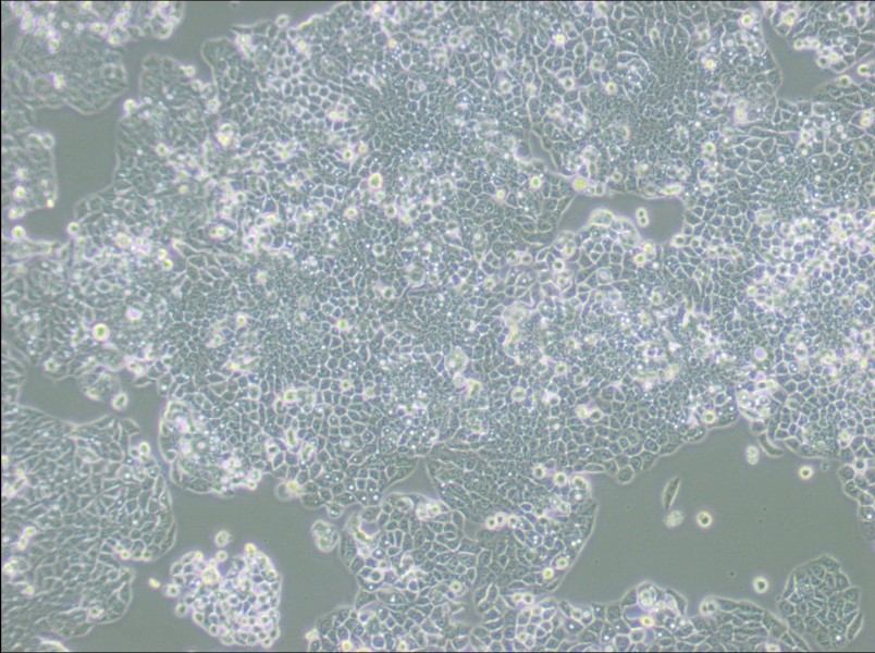 CX-1 Cell Complete MediumCX-1 Cell Complete Medium - 2