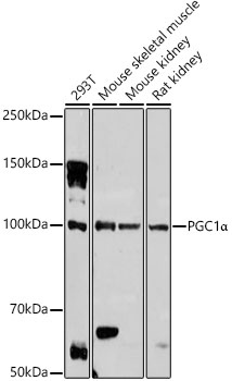 PGC1 alpha Polyclonal Antibody - small - 8
