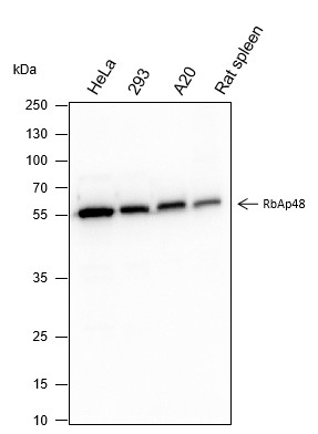 Recombinant RBBP4 Monoclonal Antibody-searchlist-1