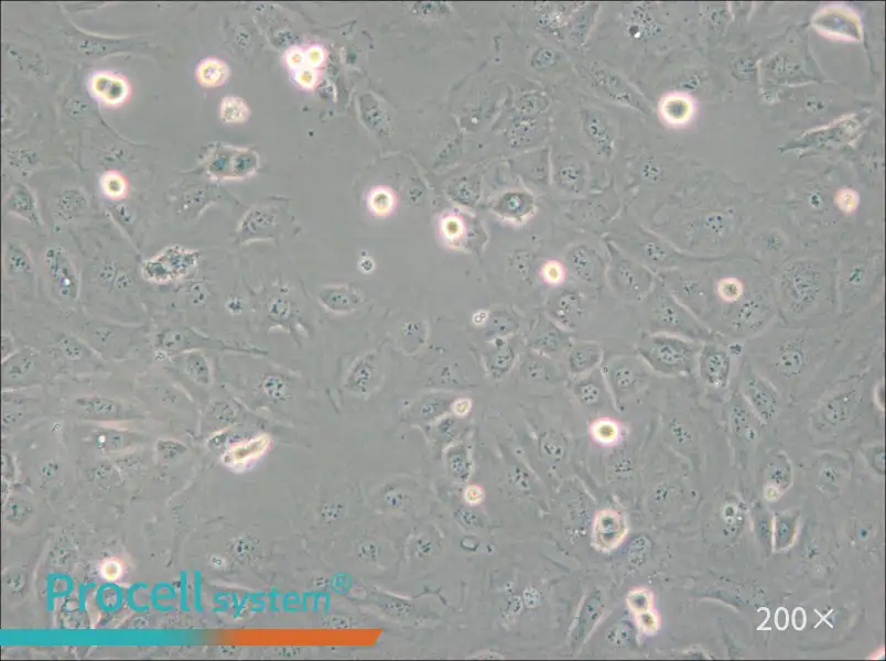 SVEC4-10 Cell Complete Medium - small - 6