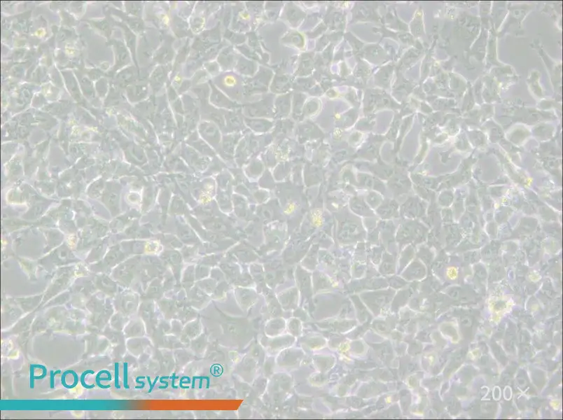 MSTO-211H Cell Complete Medium - small - 5