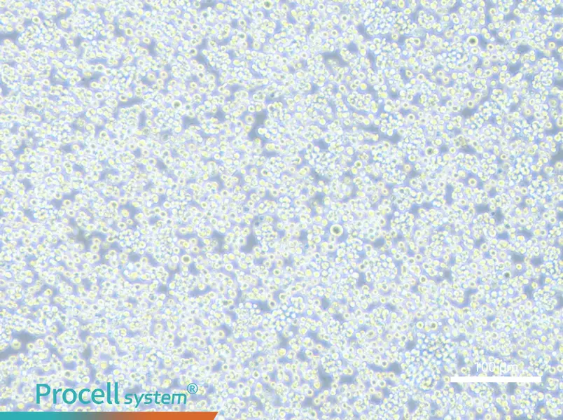H22 Cell Complete Medium - 3