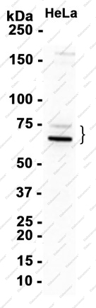 Recombinant Tec Monoclonal Antibody - 2