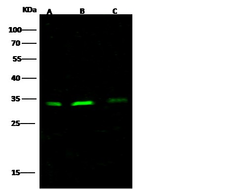 Recombinant BCL2L1/Bcl-XL Monoclonal Antibody - small - 2