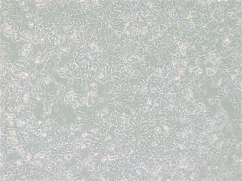 MSTO-211H Cell Complete MediumMSTO-211H Cell Complete Medium - 3