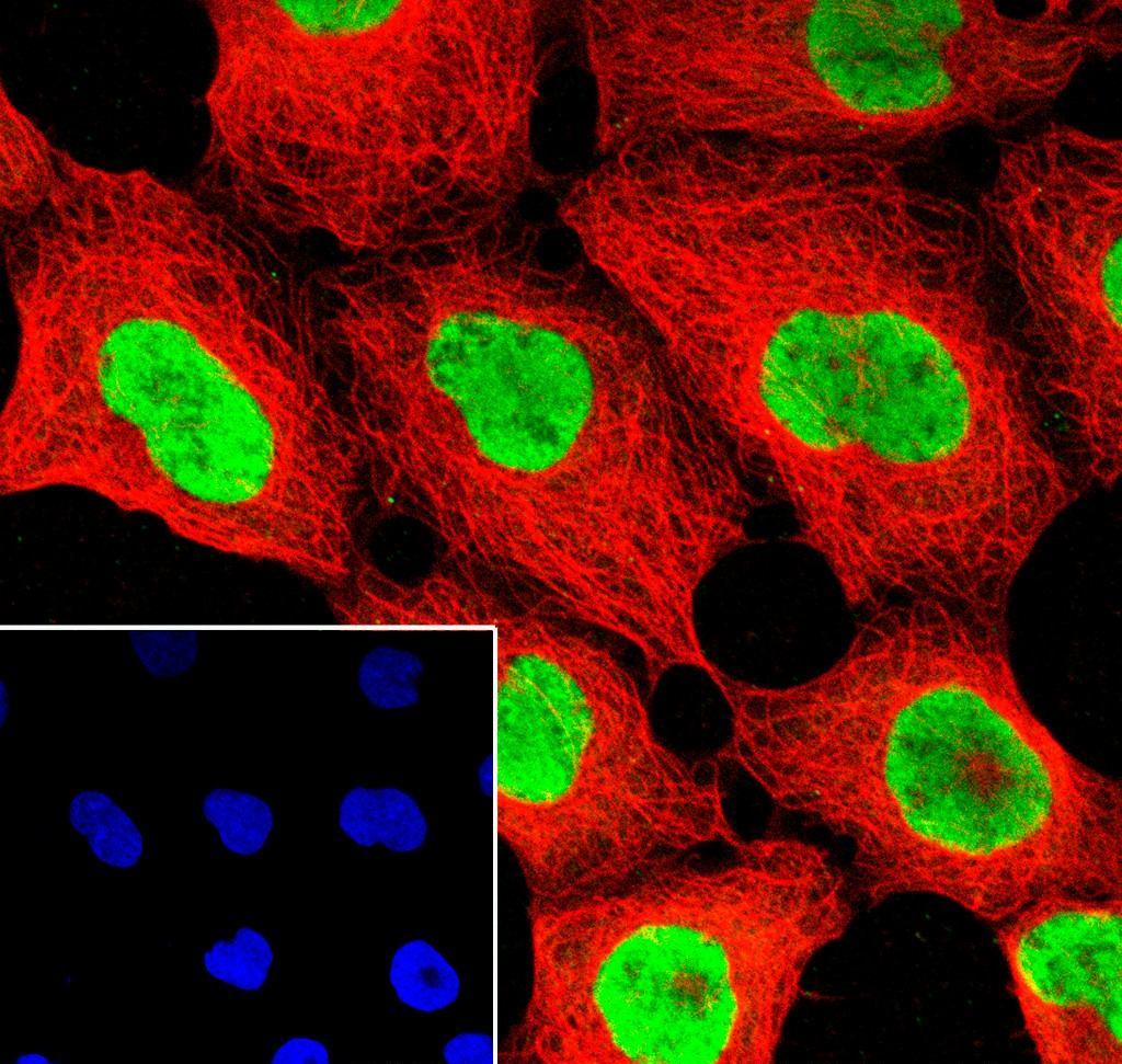 Recombinant CIRBP Monoclonal Antibody - small - 4