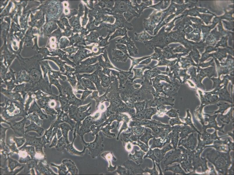 HCC1954 Cell Complete Medium - 4