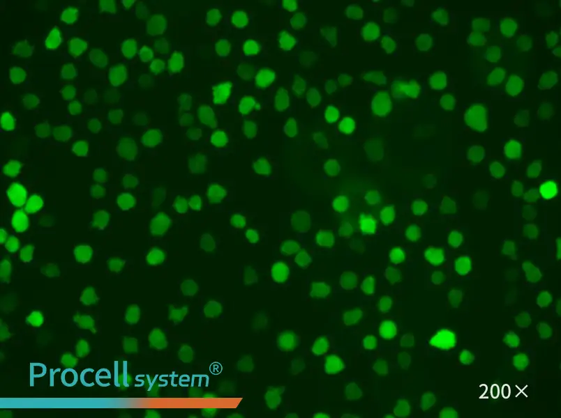 U-937-GFP Cell Complete Medium - 5