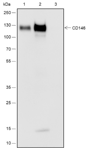 Recombinant CD146 Monoclonal Antibody - 3