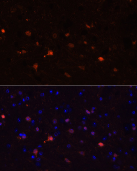 Immunofluorescence analysis of Mouse brain using S100B Polyclonal Antibody at dilution of  1:100. Blue: DAPI for nuclear staining.