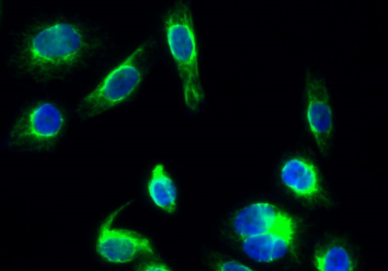 Recombinant DRP1 Monoclonal Antibody - small - 8