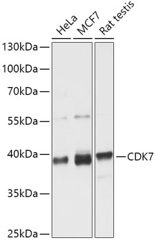 Western blot analysis of extracts of various cell lines using CDK7 Polyclonal Antibody at 1:1000 dilution.