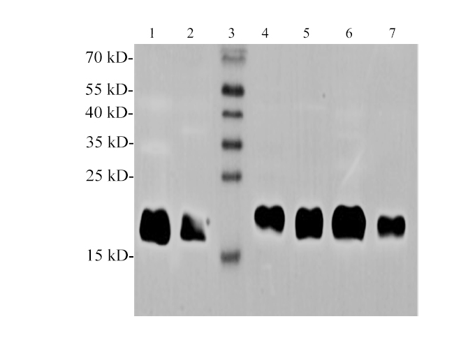 Western blotting with anti-Ferritin polyclonal Antibody at dilution of 1:1000. Lane 1: Raw264.7 cell lysates, lane 2: PC-12 cell lysate, lane 3: Marker, lane 4: Mouse brain lysate, lane 5: Mouse kidney lysate, lane 6: Rat brain lysate, lane 7: Rat kidney lysate.