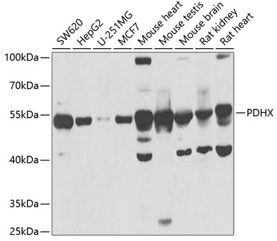 Western blot analysis of extracts of various cell lines using PDHX Polyclonal Antibody at 1:1000 dilution.