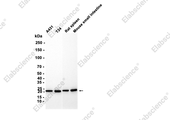 Recombinant PSF1 Monoclonal Antibody - 2