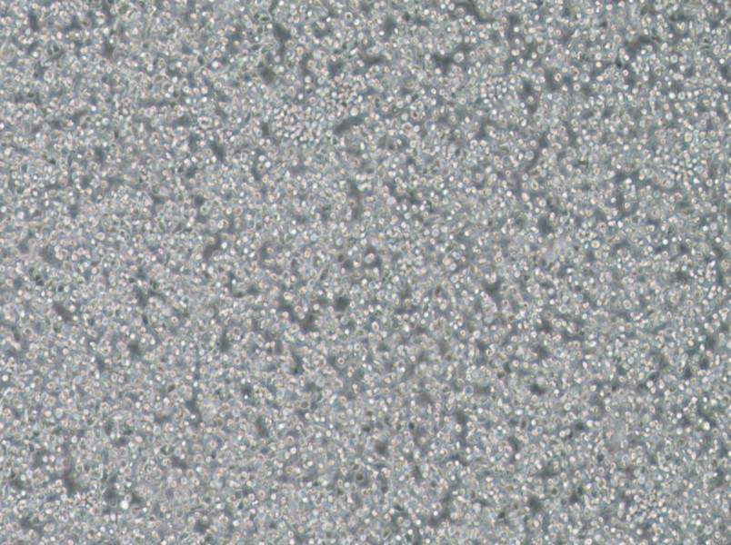 T2 Cell Complete Medium - 2