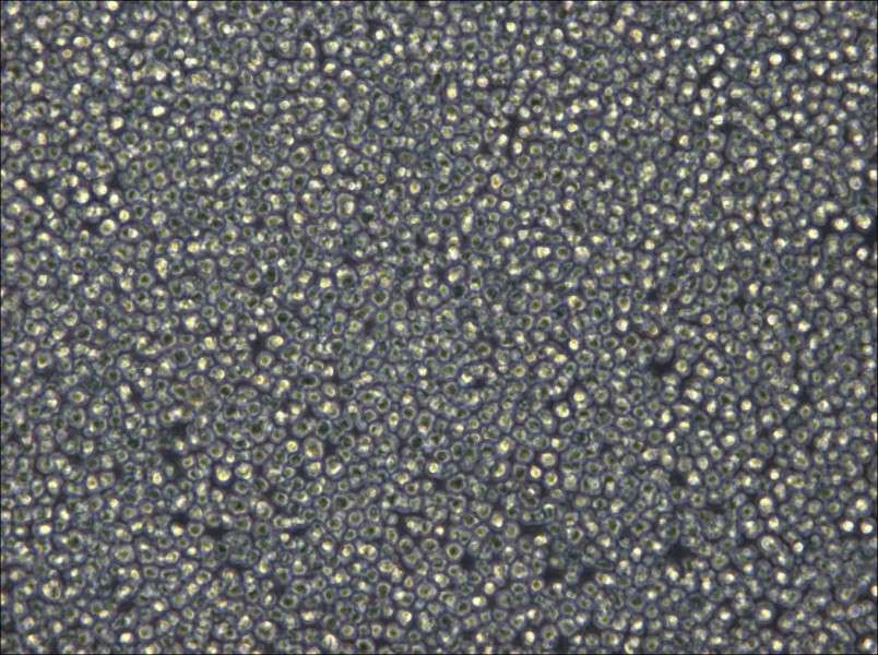 NCI-H929 Cell Complete Medium - 4