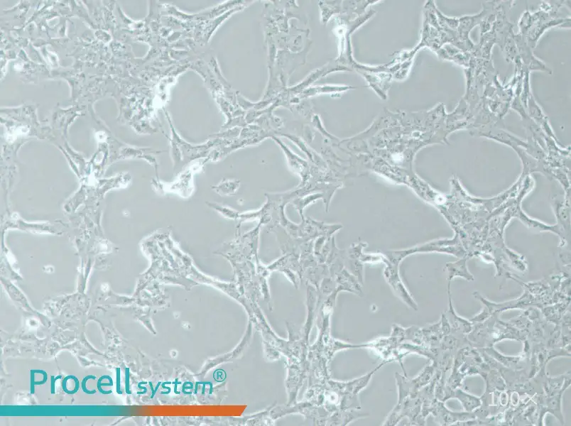 HLE-B3 Cell Complete MediumHLE-B3 Cell Complete Medium - 2