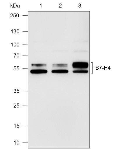 Recombinant B7-H4 Monoclonal Antibody-searchlist-1