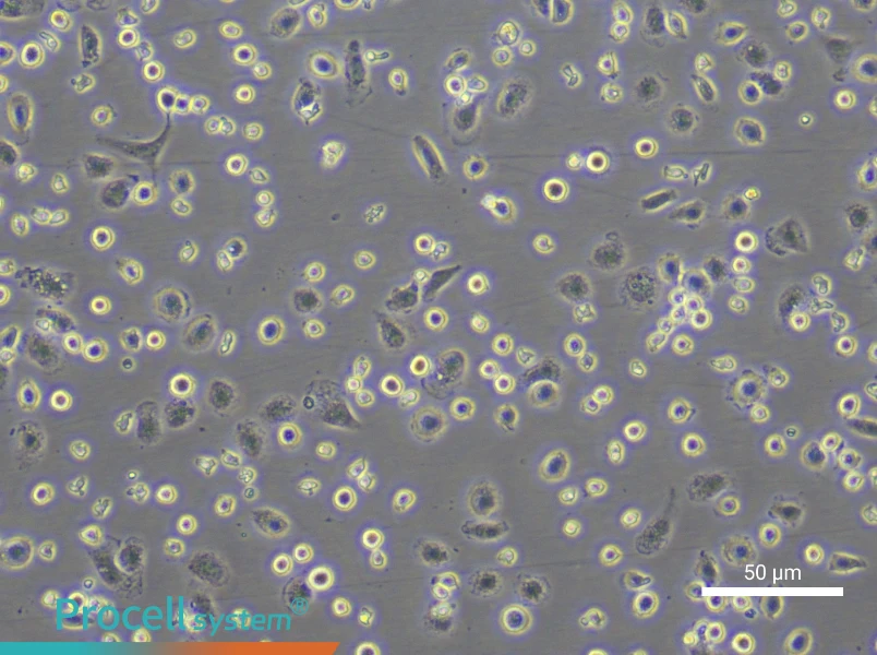 Rat Peripheral Blood Monocyte Complete Medium - 6