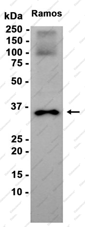 Recombinant BOB-1 Monoclonal Antibody - 1
