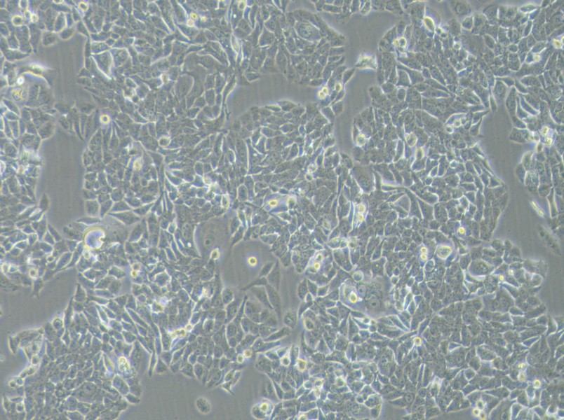 NCI-H358 Cell Complete Medium-searchlist-1