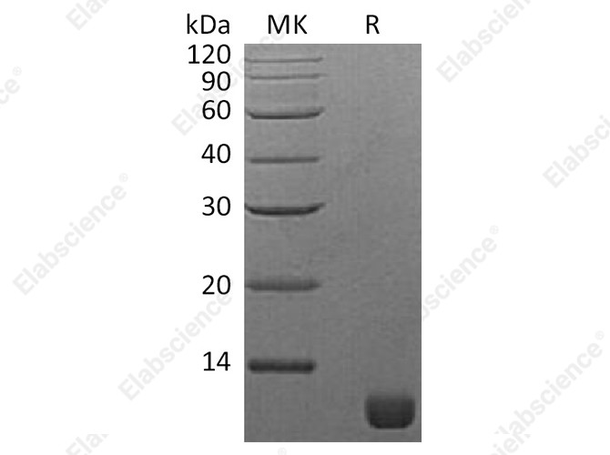 Recombinant S. cerevisiae TIM16 Protein - 1