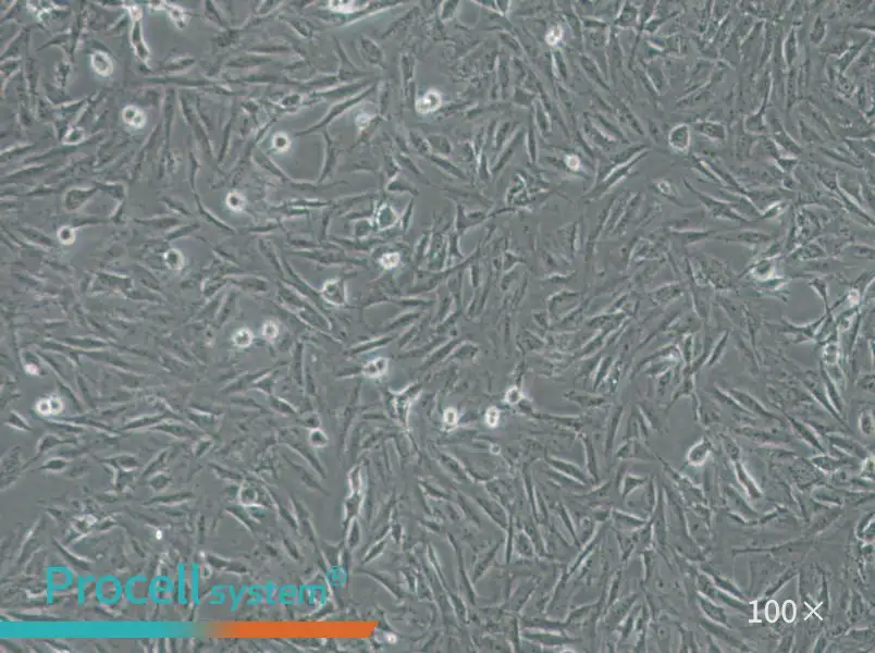 CRFK Cell Complete Medium - 3