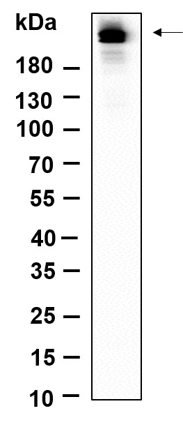 Recombinant Phospho-Rpb1 (Ser5) Monoclonal Antibody-searchlist-1