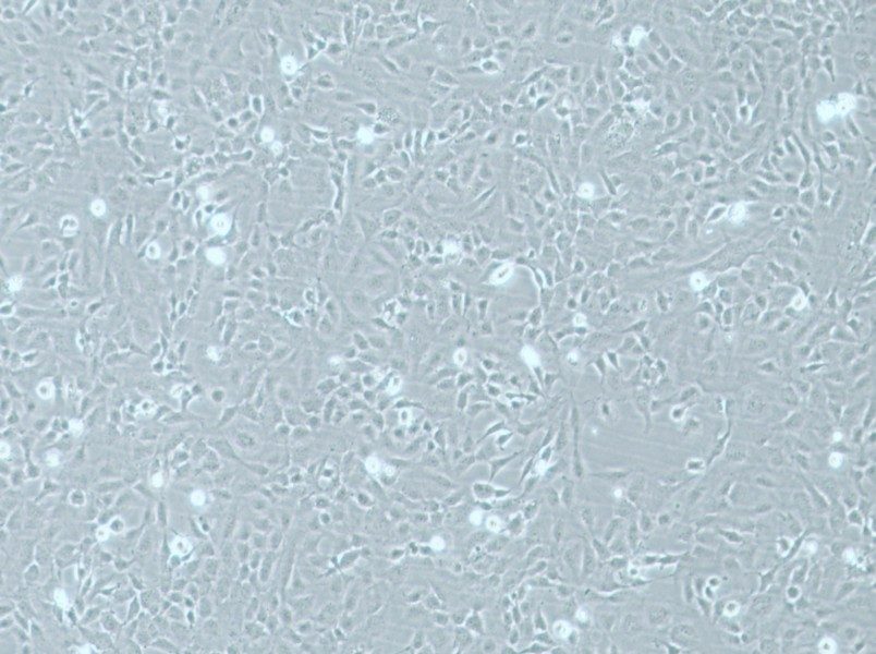 HMEC-1 Cell Complete Medium-searchlist-1