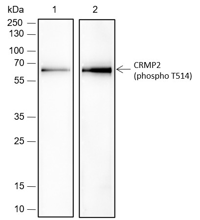 Recombinant Phospho-CRMP2 (Thr514) Monoclonal Antibody-searchlist-1
