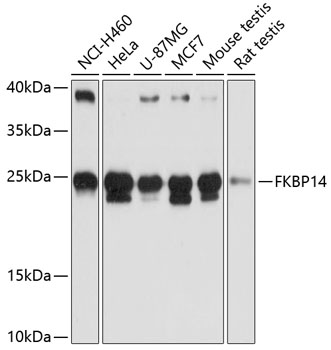 Western blot analysis of extracts of various cell lines using FKBP14 Polyclonal Antibody at 1:3000 dilution.