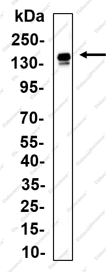 Recombinant NCAM2 Monoclonal Antibody - 1
