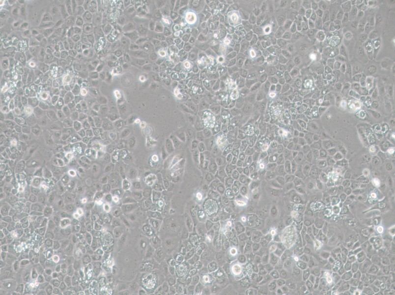 SCC-25 [SCC 25; SCC25] Cell Complete Medium - 3