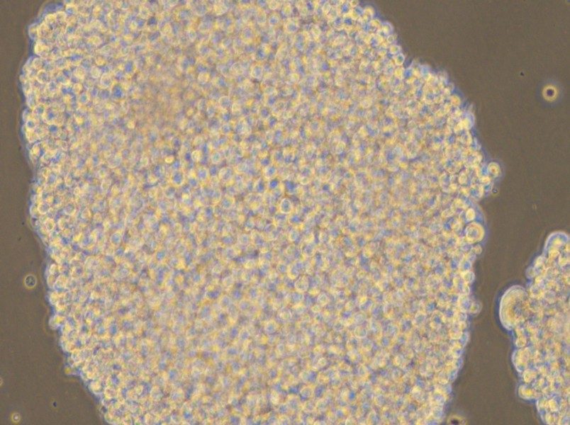 NK-92MI Cell Complete Medium - small - 6