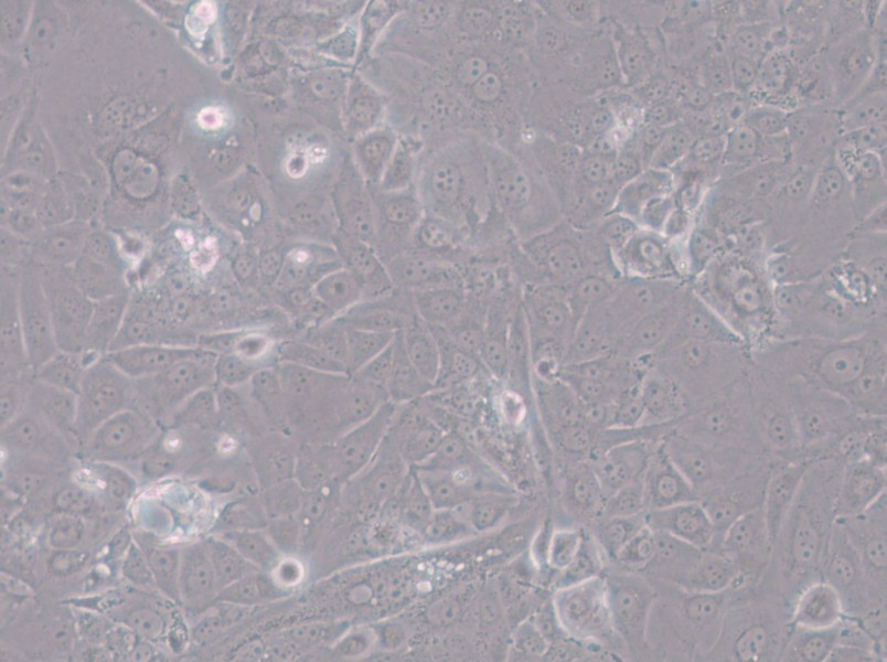 HT-1197 Cell Complete Medium - 5