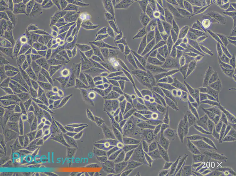 SiHa Cell Complete Medium - small - 4