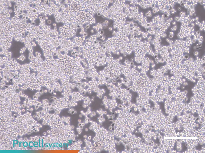 Y3-Ag 1.2.3 Cell Complete MediumY3-Ag 1.2.3 Cell Complete Medium - 3