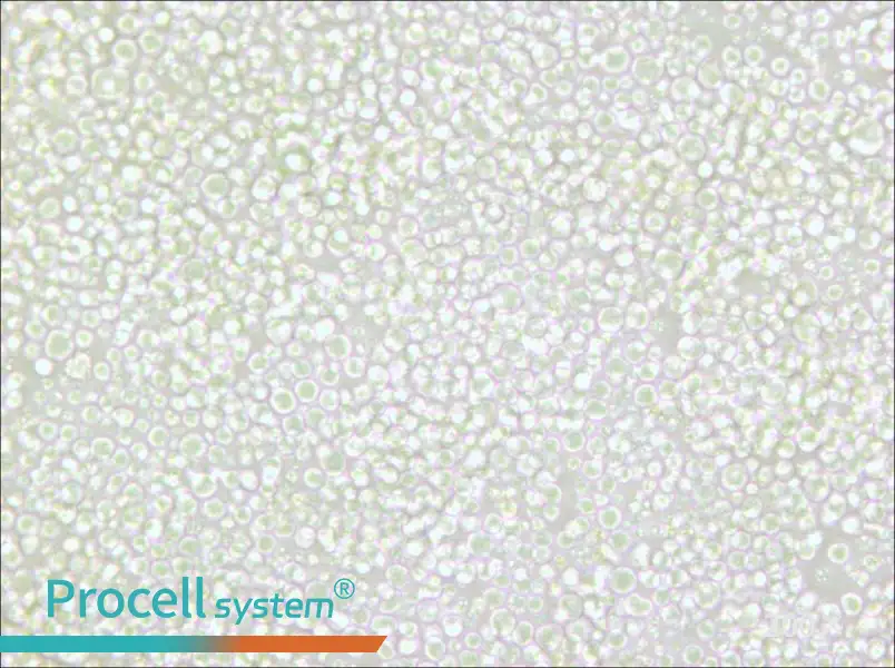 OKT 11 Cell Complete Medium - small - 4