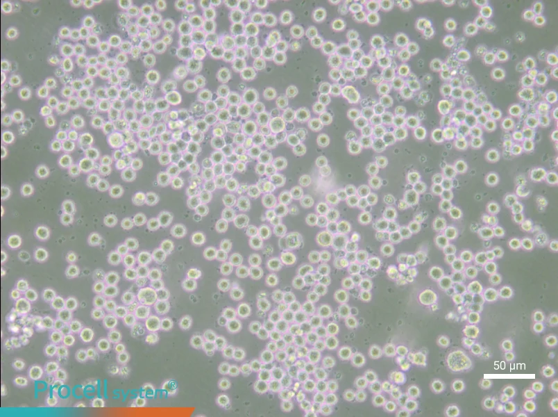 35.1 Cell Complete Medium - small - 4